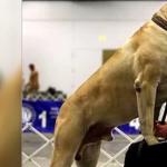 Большие породы собак 10 самых крупных пород собак в мире