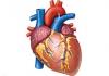 Постоянная боль в области сердца: её возможные причины