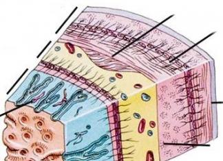 Основные отделы желудка В стенке желудка находятся мышцы