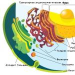 Строение прокариотической клетки