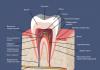 Подробная схема строения зуба человека Как выглядит клык у человека