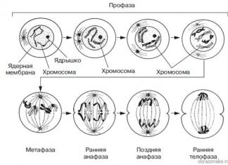 Определение митоза. Деление клетки: митоз. Профаза, метафаза, анафаза, телофаза. Митоз и его фазы