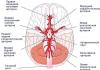 Анатомия и заболевания артерий головного мозга
