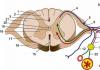 Анатомия и строение спинномозговых нервов в организме человека, функции и нарушения в работе
