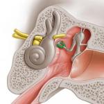 Разбор строения среднего уха человека и его функции