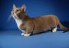 Самая маленькая кошка в мире (фото)